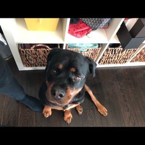 Meet your Posher, Elie